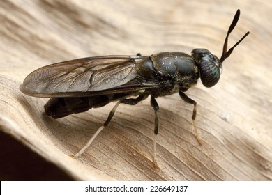 Black Soldier Fly