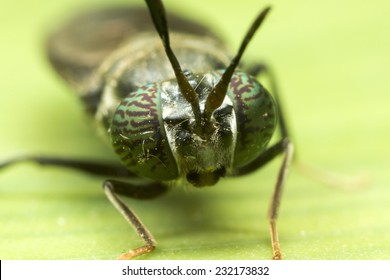 Black Soldier Fly