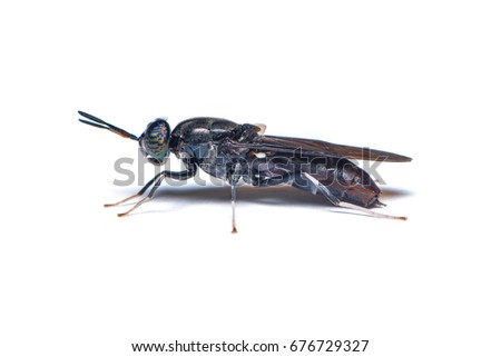 The black soldier fly, is a common and widespread fly of the family Stratiomyidae. The larvae and adults are considered neither pests nor vectors.