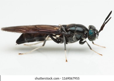 A Black Soldier Fly, Hermetia Illucens, Close Up.