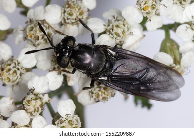 A Black Soldier Fly, Hermetia Illucens 