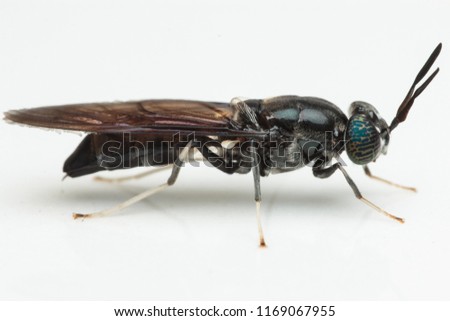 A black soldier fly, hermetia illucens, close up.