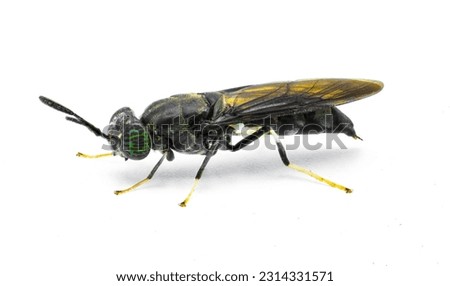 black soldier fly - Hermetia illucens - common widespread fly of the family Stratiomyidae known for recycling organic waste and generating animal feed. Isolated on white background. Side profile view