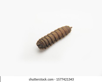 Black Soldier Fly Larva Isolated On White Background