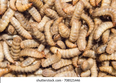 152 Black Soldier Fly Larvae Eye Images, Stock Photos & Vectors ...