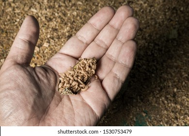 Black Soldier Fly Larvae Eating Melon On Human Hand