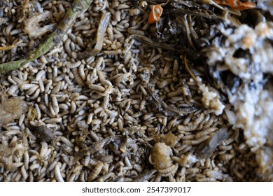 Black soldier fly larvae (Hermetia Illucens) or maggots are eating food waste. These larvae are decomposers of organic waste that contains high protein, good for animal feed such as chicken and fish.