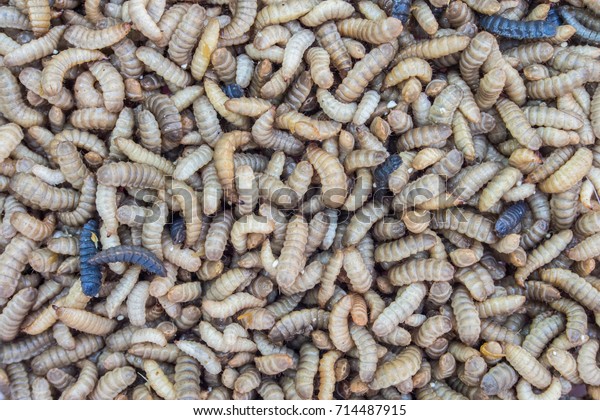 ミミズの群れを持つ黒い歩兵の幼虫 Hermetia Illucens の写真素材 今すぐ編集