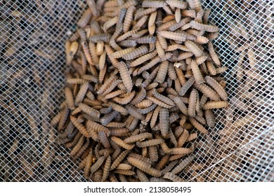 Black soldier fly larvae or maggot being harvested at one of the insect farms for fish and poultry feed