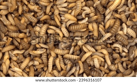 Black soldier fly larvae produced as animal feed. Insect factory farm