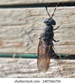 Black Soldier Fly Laying Eggs