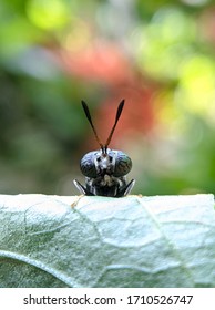 Black Soldier Fly Macro Click Mobile Click