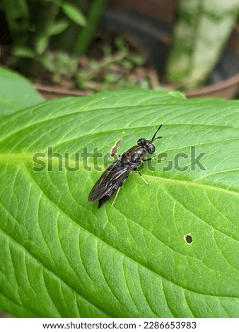 black soldier fly in the morning 