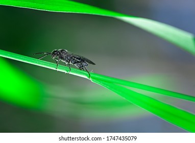 Black Soldier Fly On A Leaf