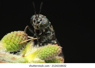 Black Soldier Fly Perched On Flower 2