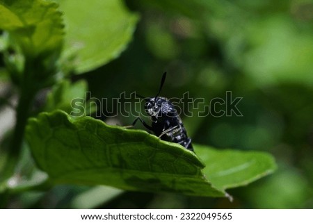 black soldier fly perched on the leaf