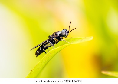 Black Soldier Fly, A Species Of Soldier Flies. Also As Known As American Soldier Fly