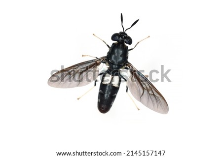 Black soldier fly species Hermetia illucens in high definition with extreme focus. Isolated on white background.