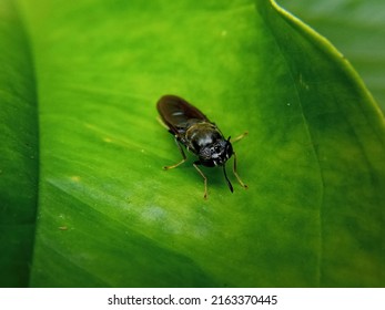 Black Soldier Fly.a Species Of Soldier Flies. Also As Known As American Soldier Fly, On The Green Leaves.