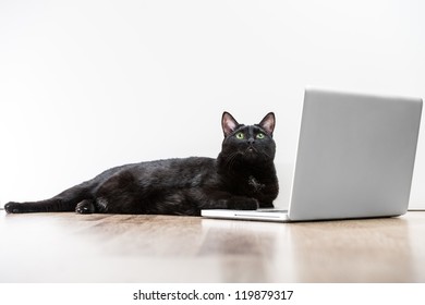 Black Solid Cat Working With Laptop. Big Boss Funny Concept