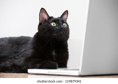 Black Solid Cat Working With Laptop. Big Boss Funny Concept