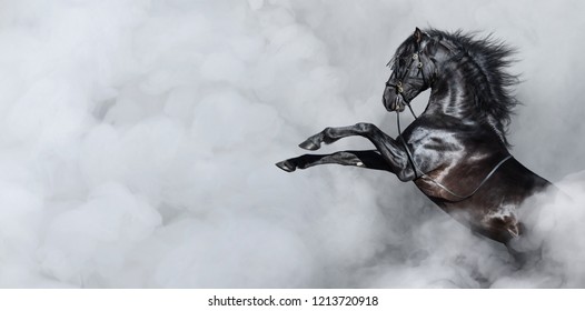 Black Spanish horse rearing in light smoke. Horizontal photo with space for text.