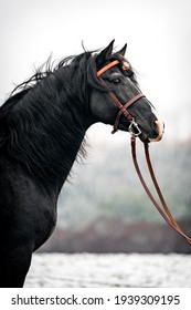 Black spanish stallion winter portrait