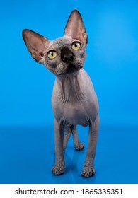 black sphinx cat on a blue background, yellow eyes, incredible. High quality photo