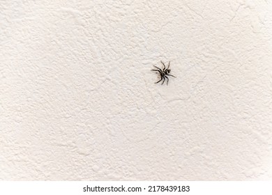 A Black Spider Crawling On The White Wall