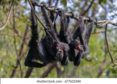 Black Spider Monkey 