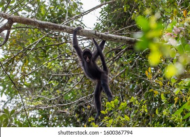 Black Spider Monkey In Amazon River Peru