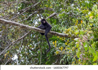 Black Spider Monkey In Amazon River Peru