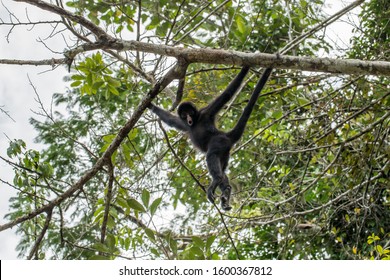 Black Spider Monkey In Amazon River Peru