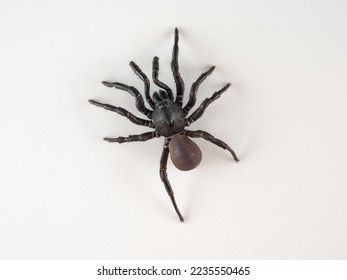 Black spider on a white background. Halonoproctid trapdoor spiders. Genus Ummidia      