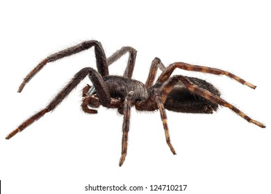 Female Pacific Folding Door Spider Antrodiaetus Stock Photo 1424476778 ...