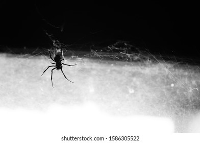 Black spider with its web on the window in black and white. Atmosphere of fear or halloween
