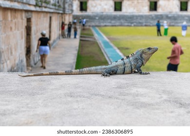 Black Spiny Tailed Iguana (Ctenosaura similis) in the mayan ruins of Uxmal, Yucatan, Mexico.