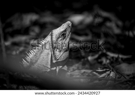 Black spiny-tailed iguana in the forest on the floor animal reptile lizard