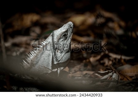 Black spiny-tailed iguana in the forest on the floor animal reptile lizard