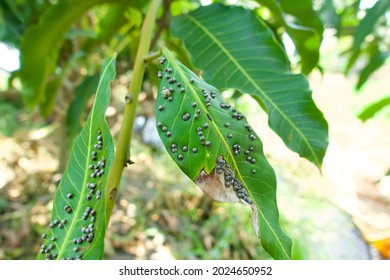 Disease mango Images, Stock Photos & Vectors | Shutterstock