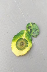 Tomato plant stem affected by Late Blight - Phytophthora infestans ...