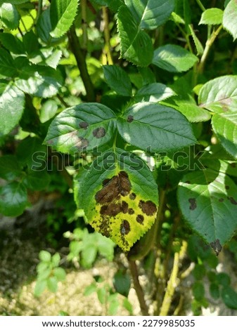 Black spot on roses leaves. Fungus decease Diplocarpon rosae  Marssonina rosae