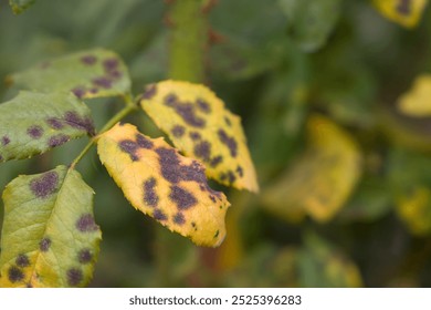 Black spot of roses. Rose diseases yellow leaves. Close up view. - Powered by Shutterstock