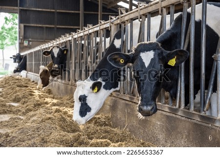 black spotted dairy cows eat straw in the stable