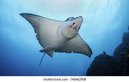 Black spotted eagle ray swimming over the coral reef, Darwin Island, Galapagos Islands, Ecuador.
