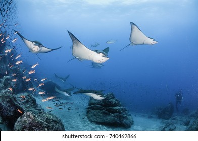 Black spotted eagle rays swimming over the coral reef, Darwin Island, Galapagos Islands, Ecuador.