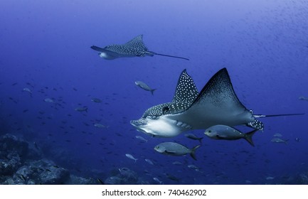 Black spotted eagle rays swimming over the coral reef, Darwin Island, Galapagos Islands, Ecuador.