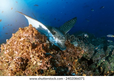 Black spotted eagle rays swimming in tropical underwaters. Mobula ray in underwater world. Observation of animal world. Scuba diving adventure in Ecuador coast of Galapagos