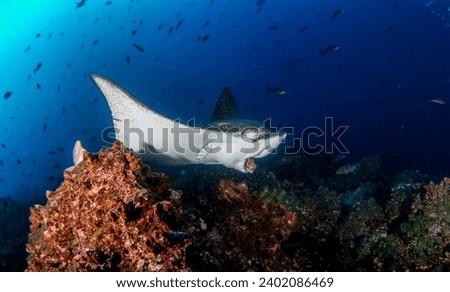 Black spotted eagle rays swimming in tropical underwaters. Mobula ray in underwater world. Observation of animal world. Scuba diving adventure in Ecuador coast of Galapagos