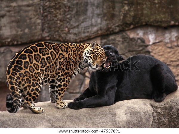 A loving jaguar